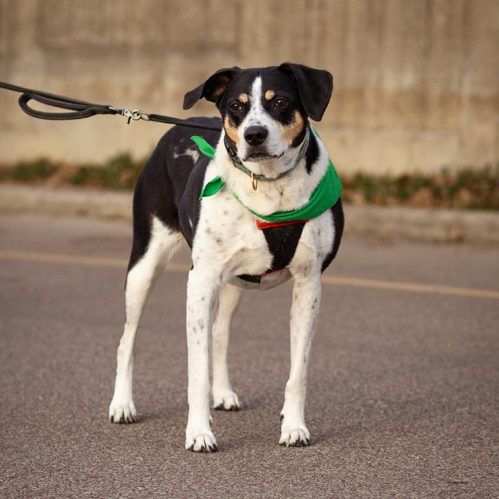 Enlarge Ladonna, a Adoptable mixed breed in Jasper, IN image 2/6