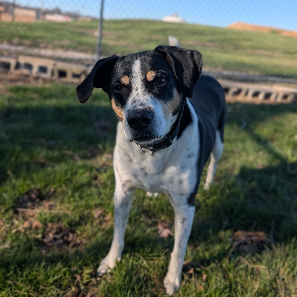 Enlarge Ladonna, a Adoptable mixed breed in Jasper, IN image 6/6