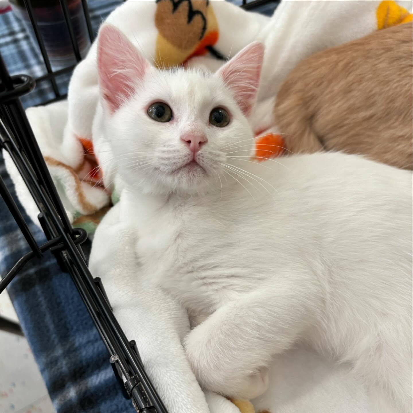 Enlarge Young Sheldon, an adopted mixed breed in Omaha, NE image 1/1