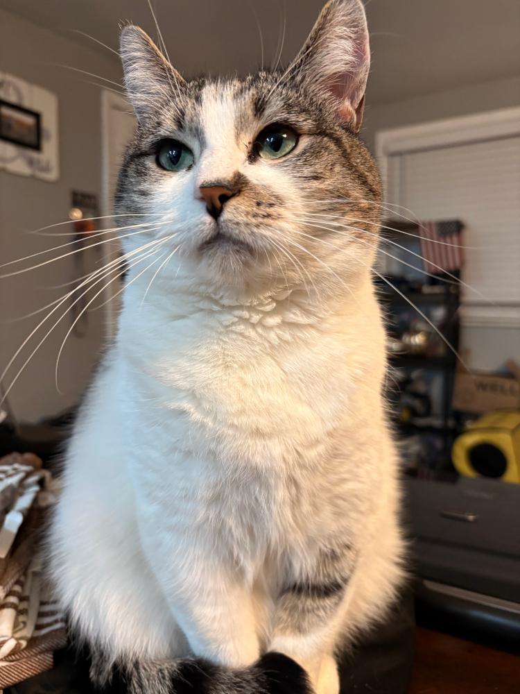Enlarge Mama Kitty, a Adoptable mixed breed in Redlands, CA image 2/5