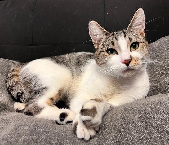 Mama Kitty, Adoptable, Adult Female Domestic Short Hair & Tabby.