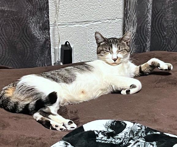 Enlarge Mama Kitty, a Adoptable mixed breed in Redlands, CA image 4/5