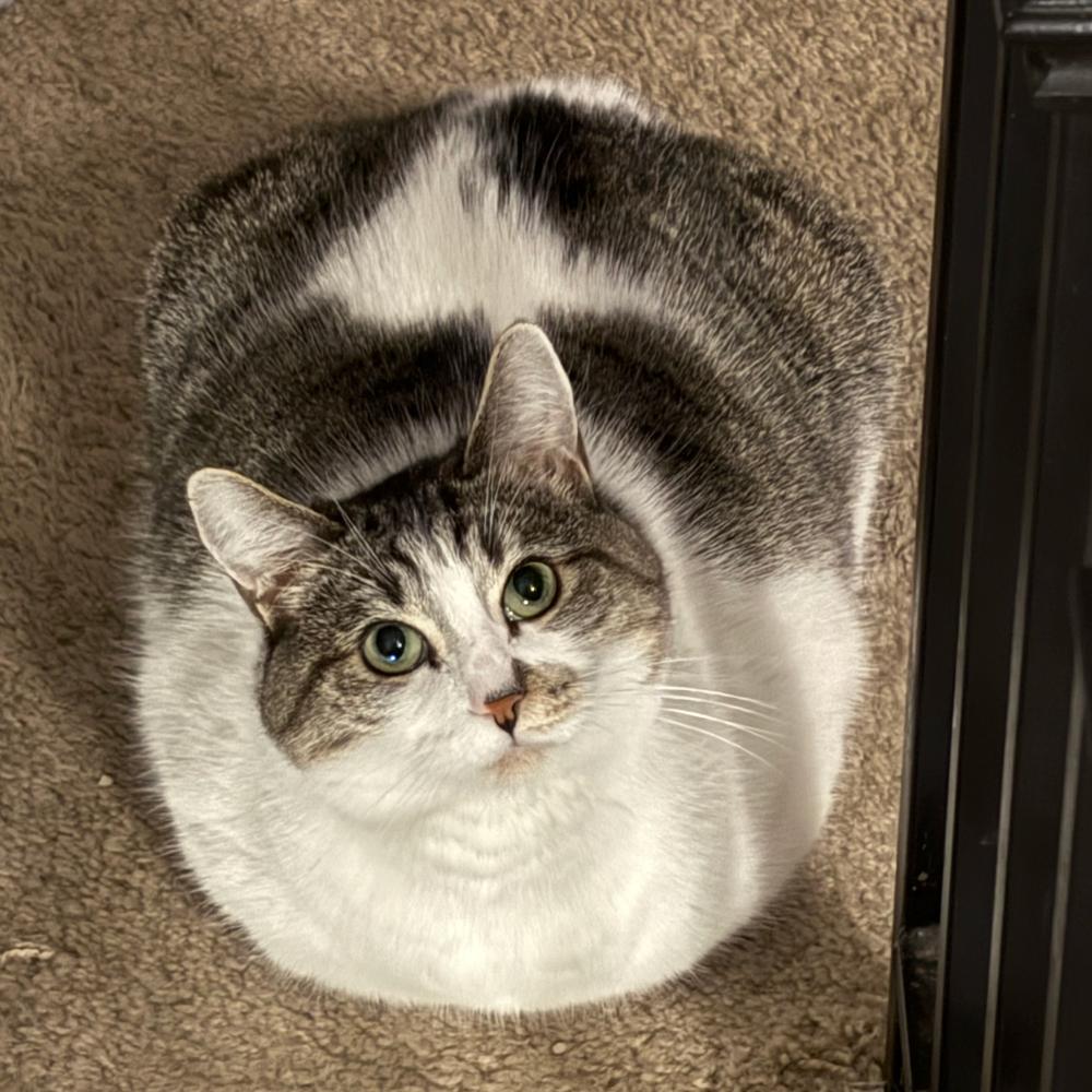 Enlarge Mama Kitty, a Adoptable mixed breed in Redlands, CA image 5/5