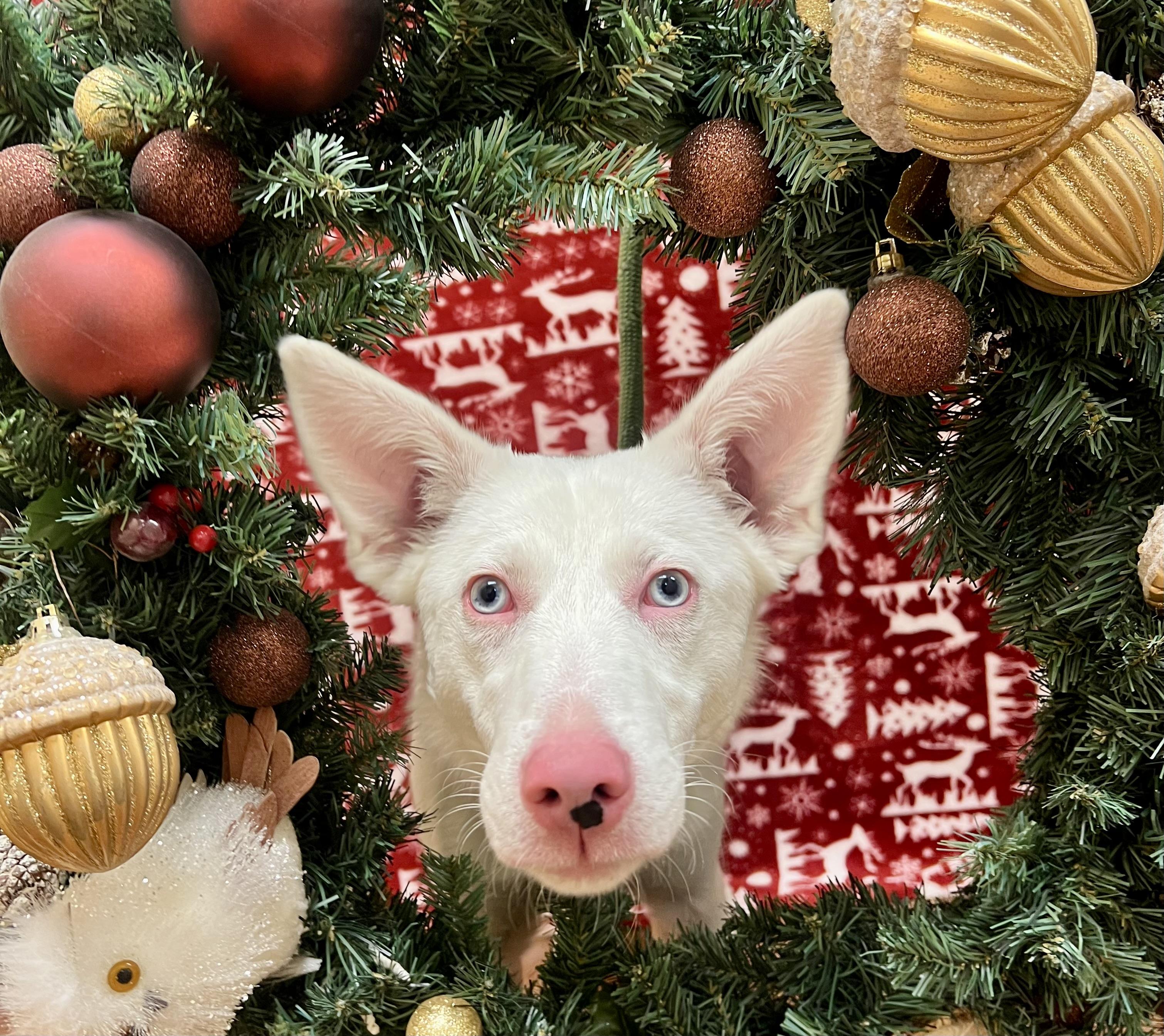 Dove (91926), ADOPTABLE, Young Female Border Collie.