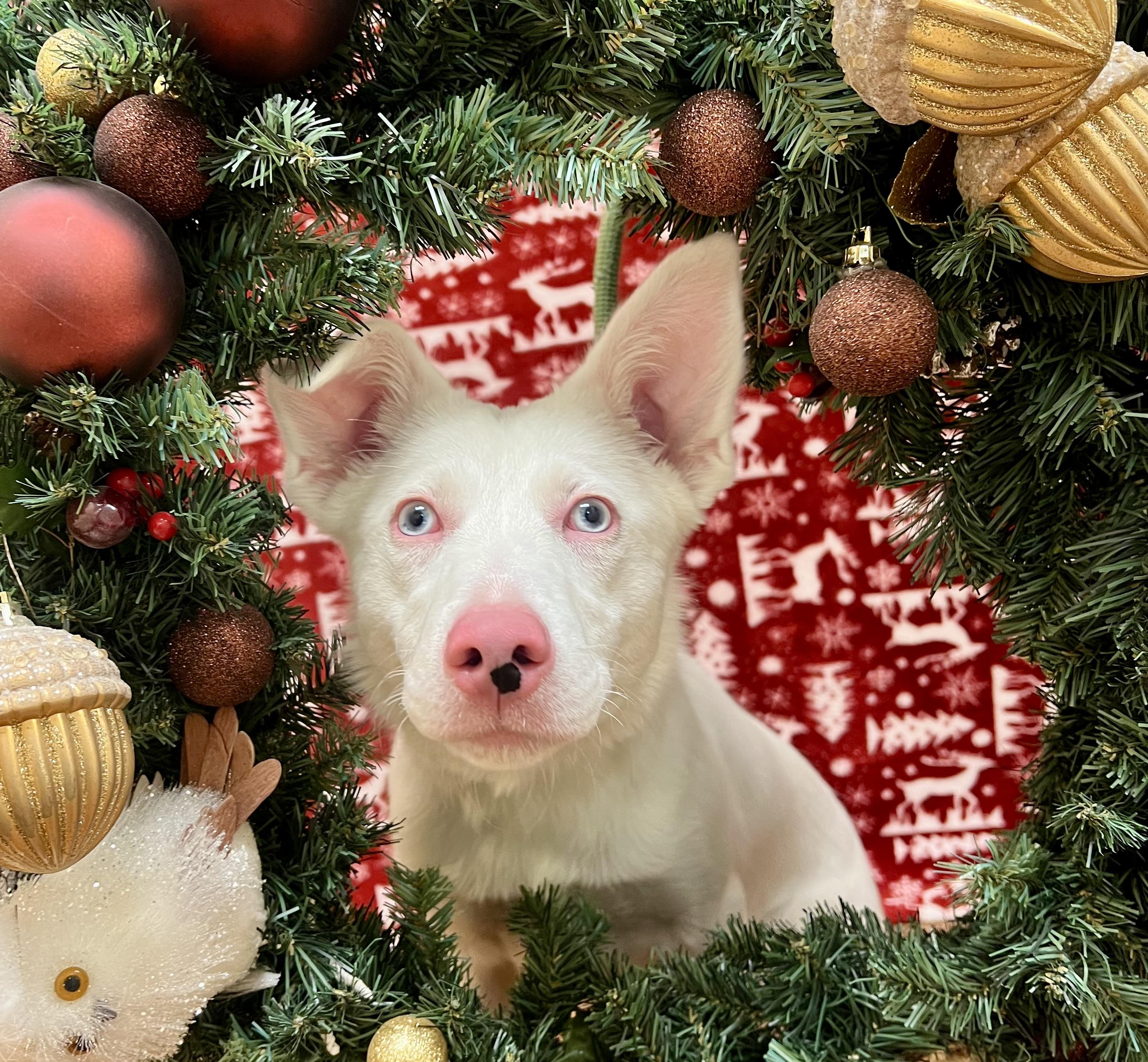 Dove (91926), a ADOPTABLE mixed breed in Spanish Fork, UT image 2/2