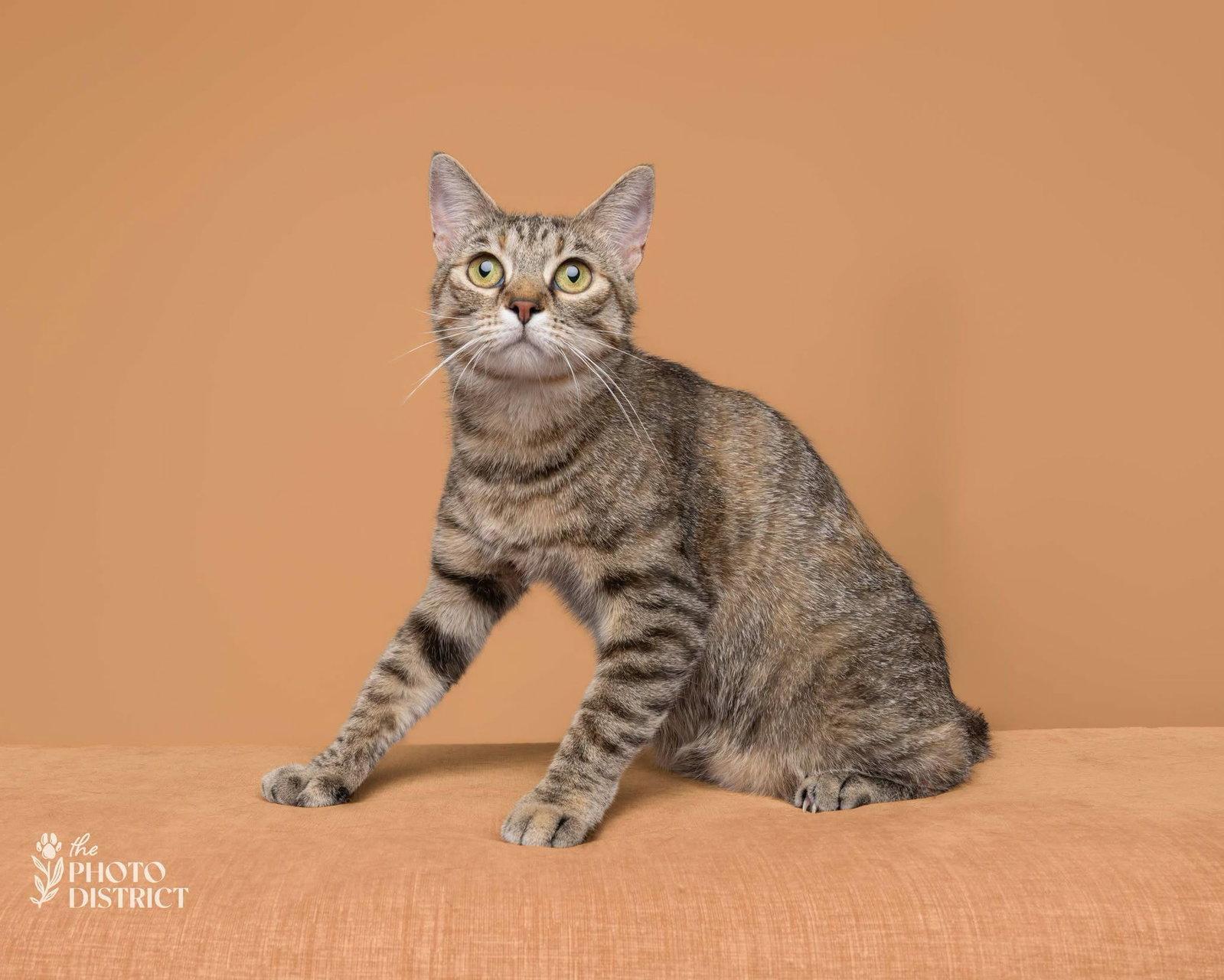Miss Milkyway, Adoptable, Adult Female Domestic Short Hair.