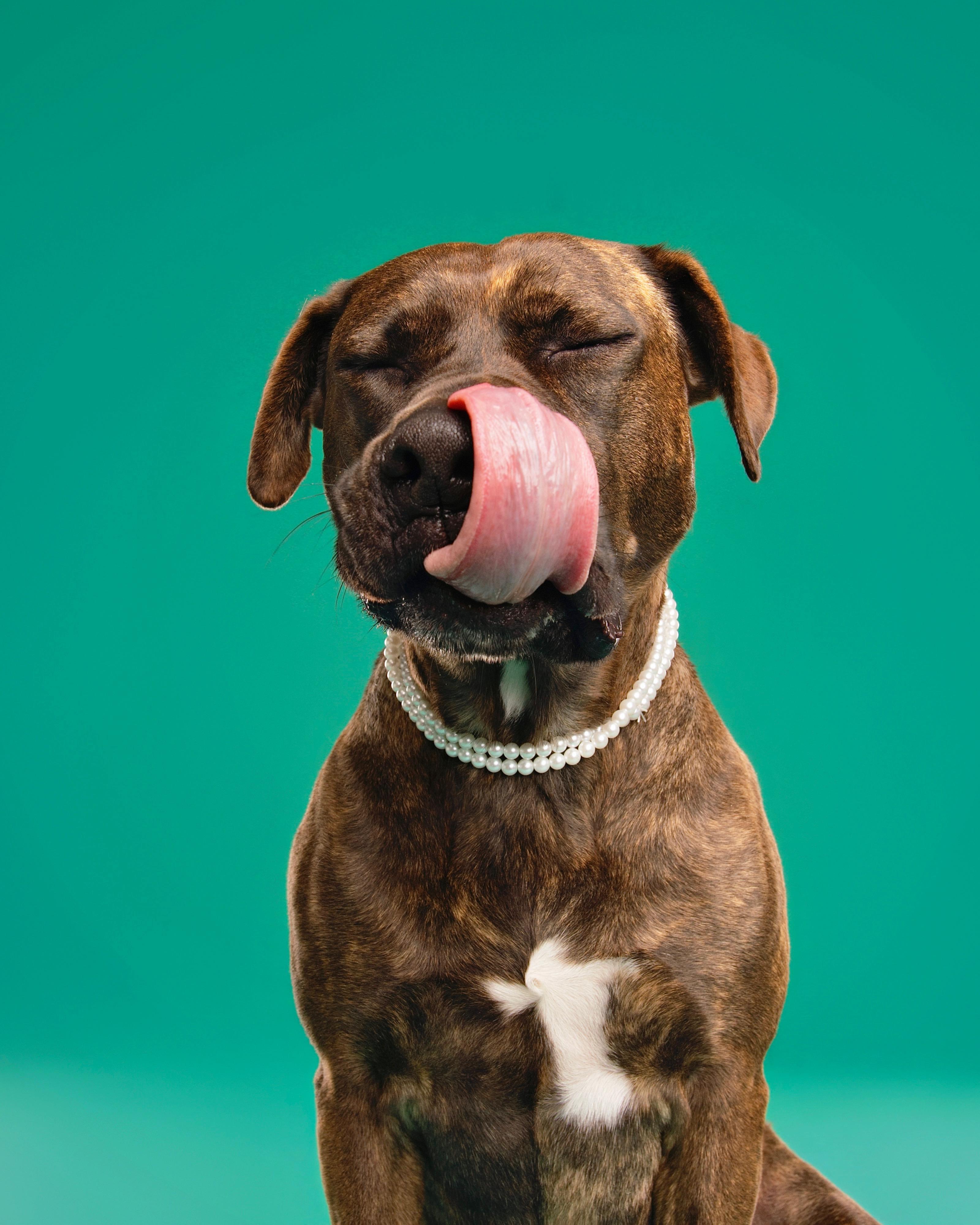 Gemma, Adoptable, Adult Female Labrador Retriever & Pit Bull Terrier.