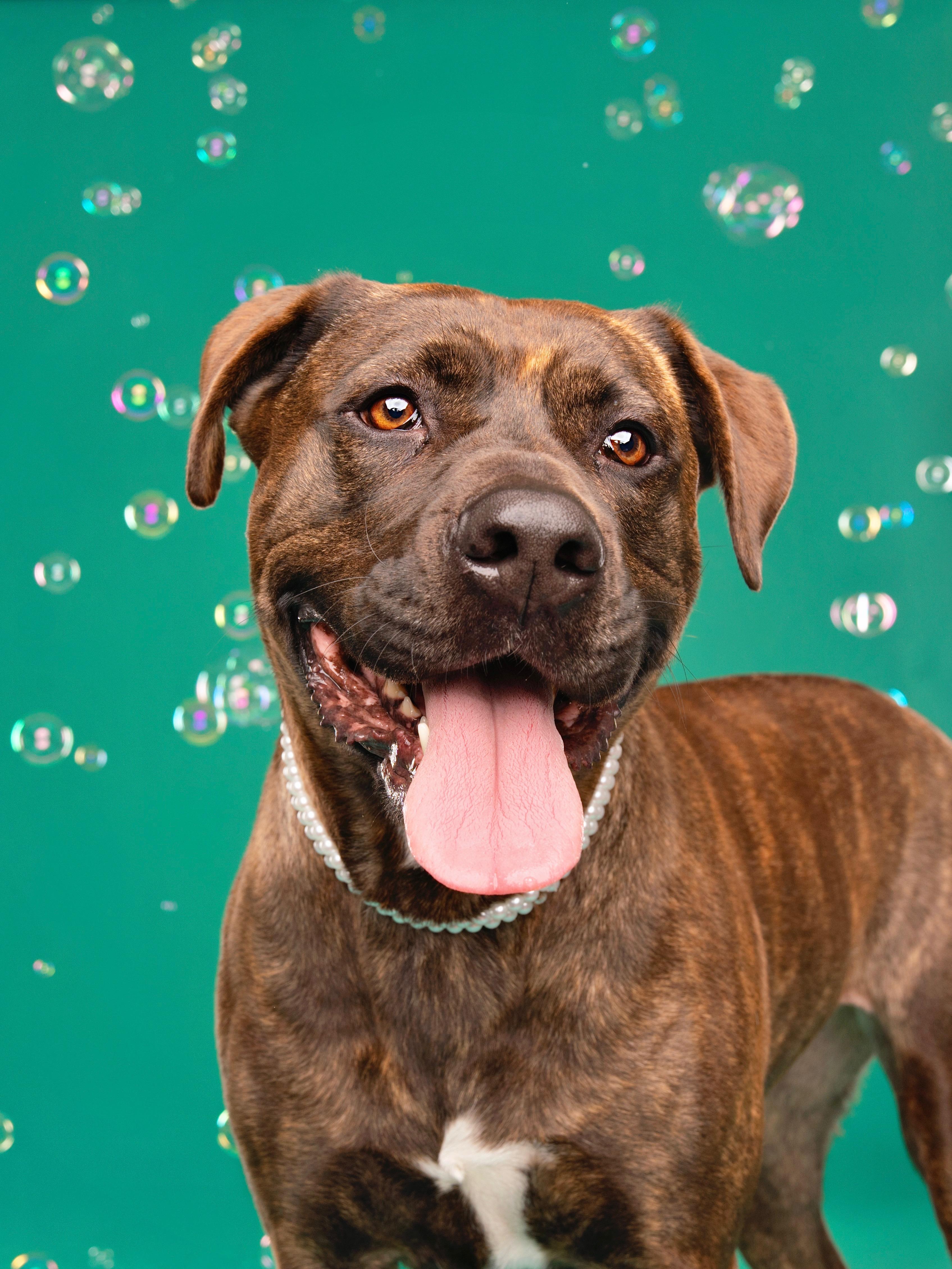 Gemma, a Adoptable mixed breed in Studio City, CA image 2/6