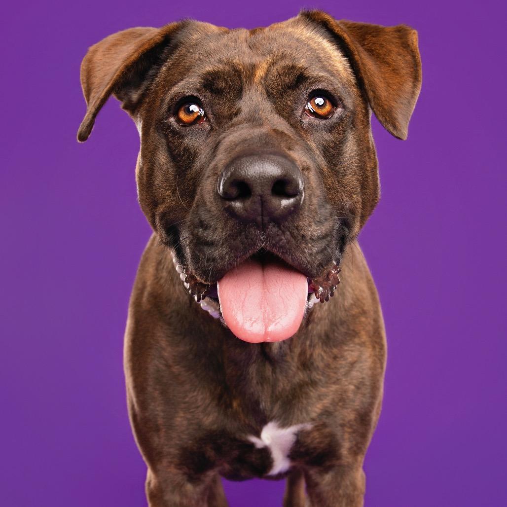 Gemma, Adoptable, Adult Female Pit Bull Terrier & Labrador Retriever.