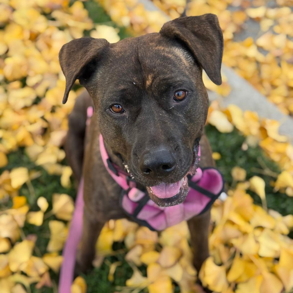 Enlarge Gemma, a Adoptable mixed breed in Studio City, CA image 2/6