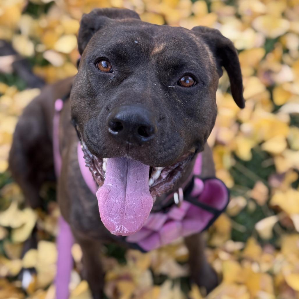 Enlarge Gemma, a Adoptable mixed breed in Studio City, CA image 3/6