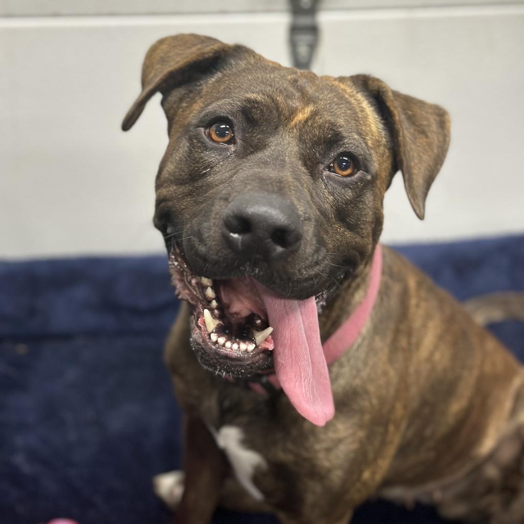 Enlarge Gemma, a Adoptable mixed breed in Studio City, CA image 1/2