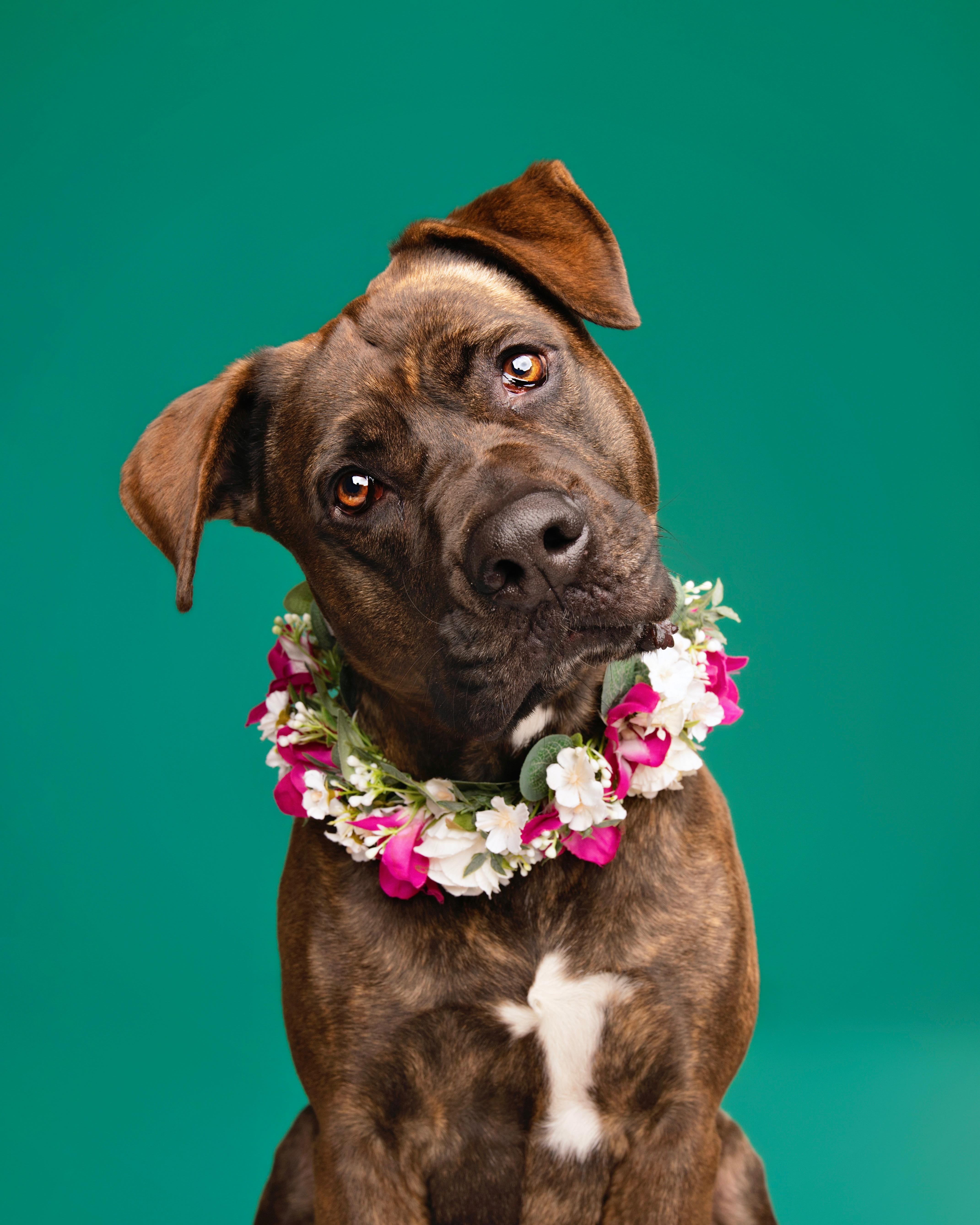 Gemma, a Adoptable mixed breed in Studio City, CA image 4/6