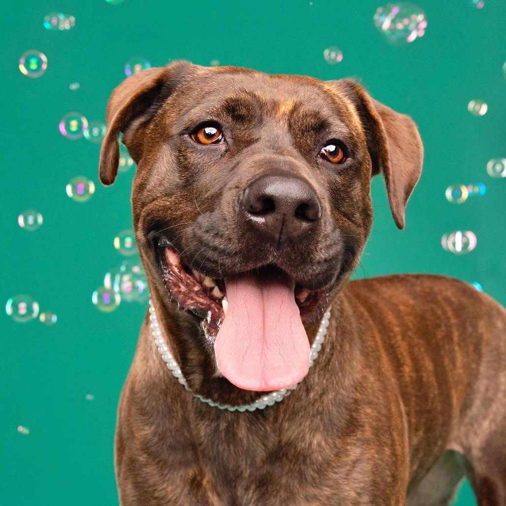 Enlarge Gemma, a Adoptable mixed breed in Studio City, CA image 4/6