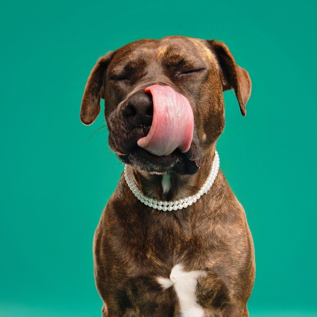 Enlarge Gemma, a Adoptable mixed breed in Studio City, CA image 5/6