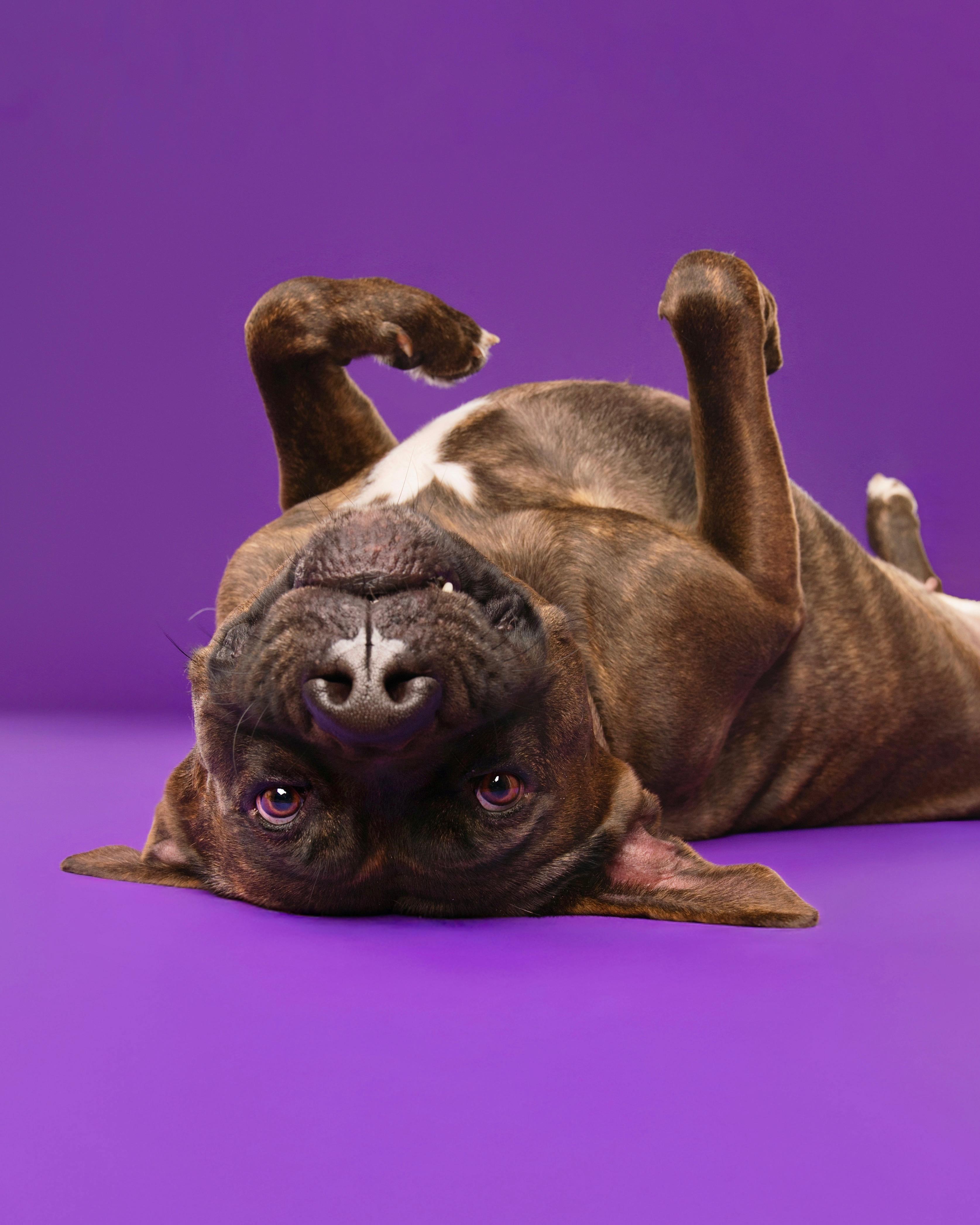 Gemma, a Adoptable mixed breed in Studio City, CA image 5/6