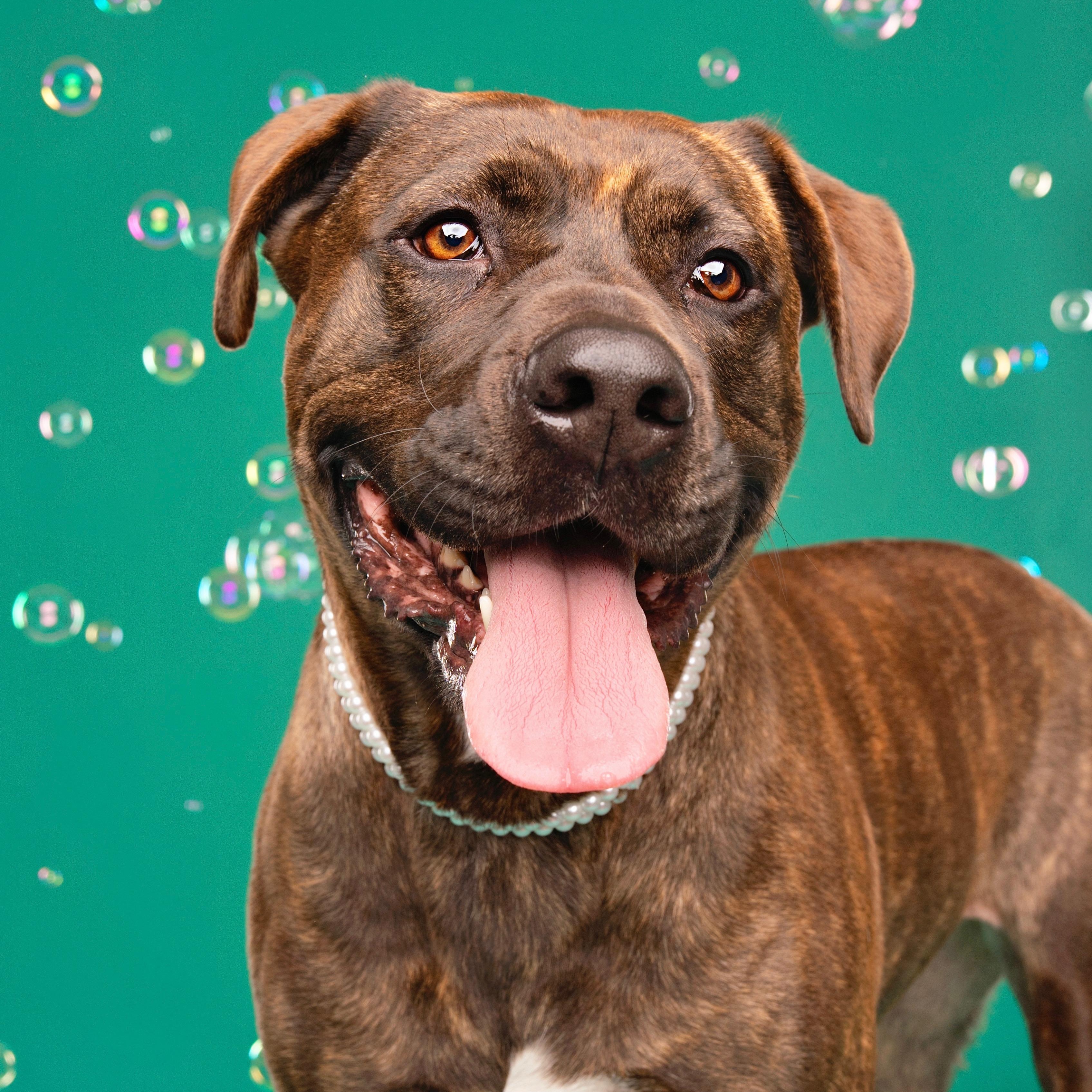 Gemma, ADOPTABLE, Adult Female Labrador Retriever & Pit Bull Terrier.