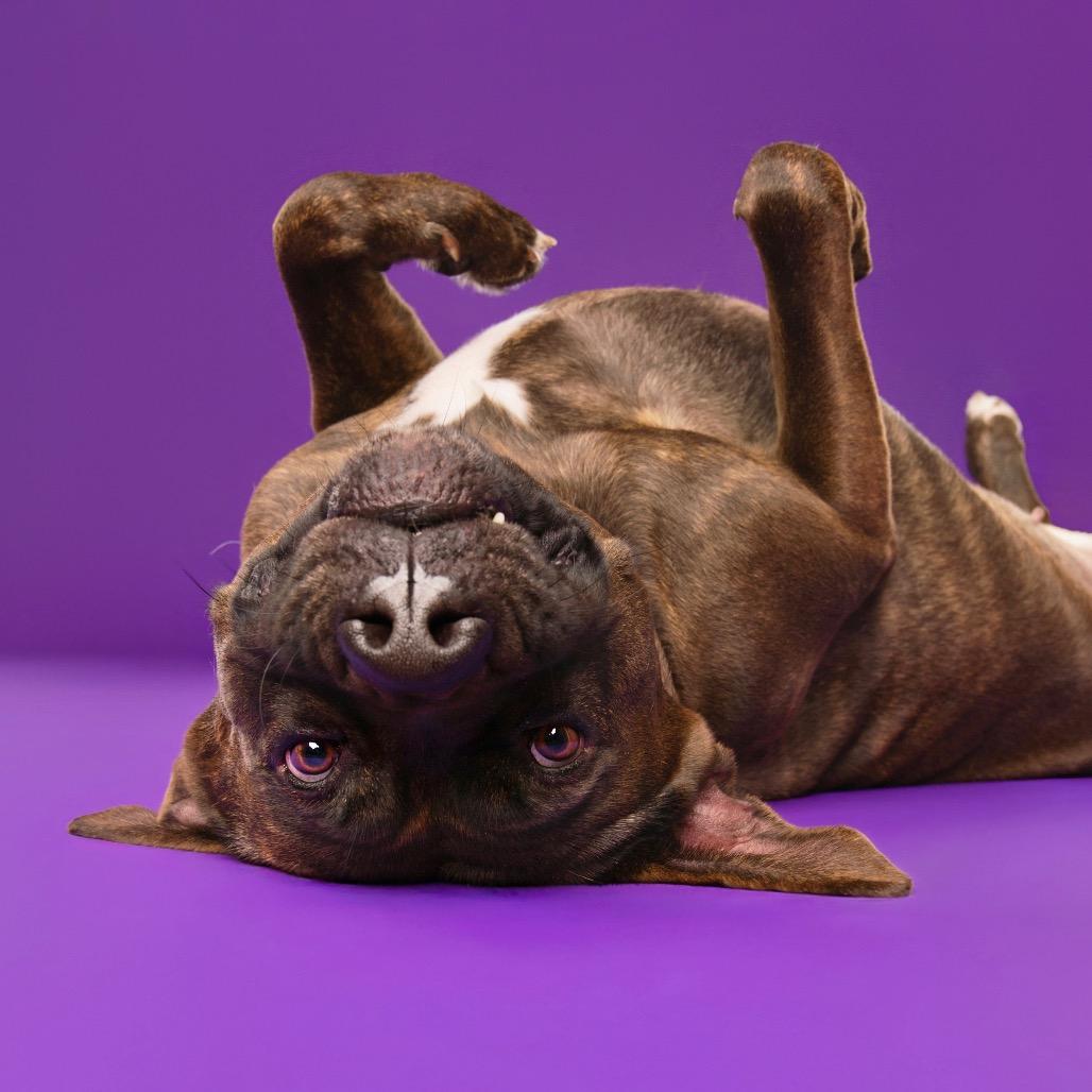 Enlarge Gemma, a Adoptable mixed breed in Studio City, CA image 6/6