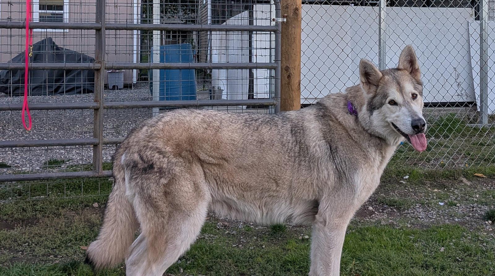 Enlarge KENO, a Adoptable mixed breed in Seattle, WA image 2/3