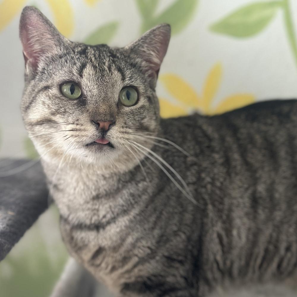 Rose, Adoptable, Adult Female Domestic Short Hair.