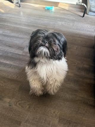 Enlarge Chloe, an adopted Shih Tzu in Watertown, WI image 2/3