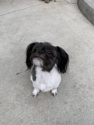 Enlarge Chloe, an adopted Shih Tzu in Watertown, WI image 3/3