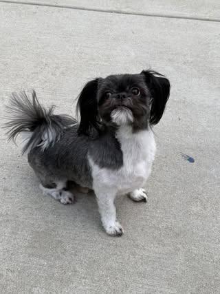 Chloe, adopted, Adult Female Shih Tzu.