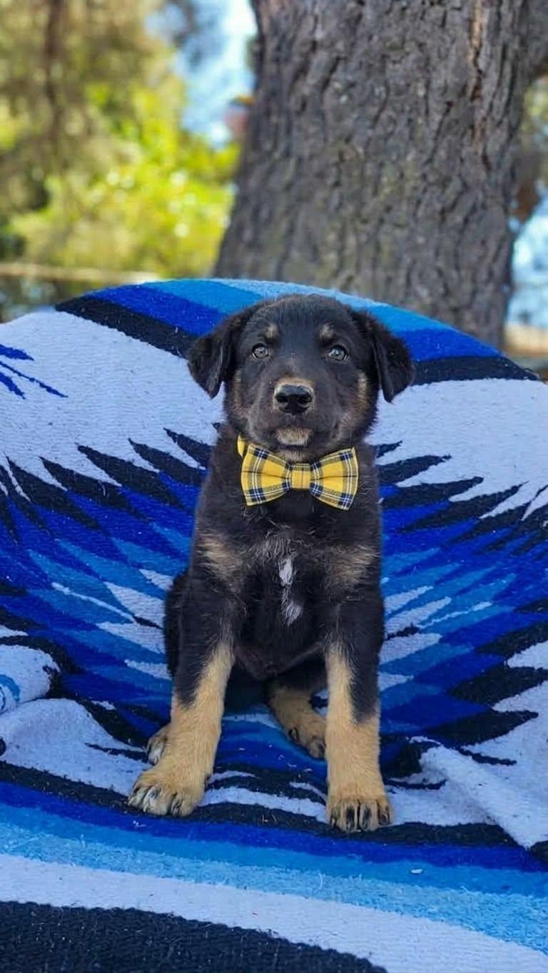 Enlarge Woody, a Adoptable mixed breed in Temecula, CA image 1/1