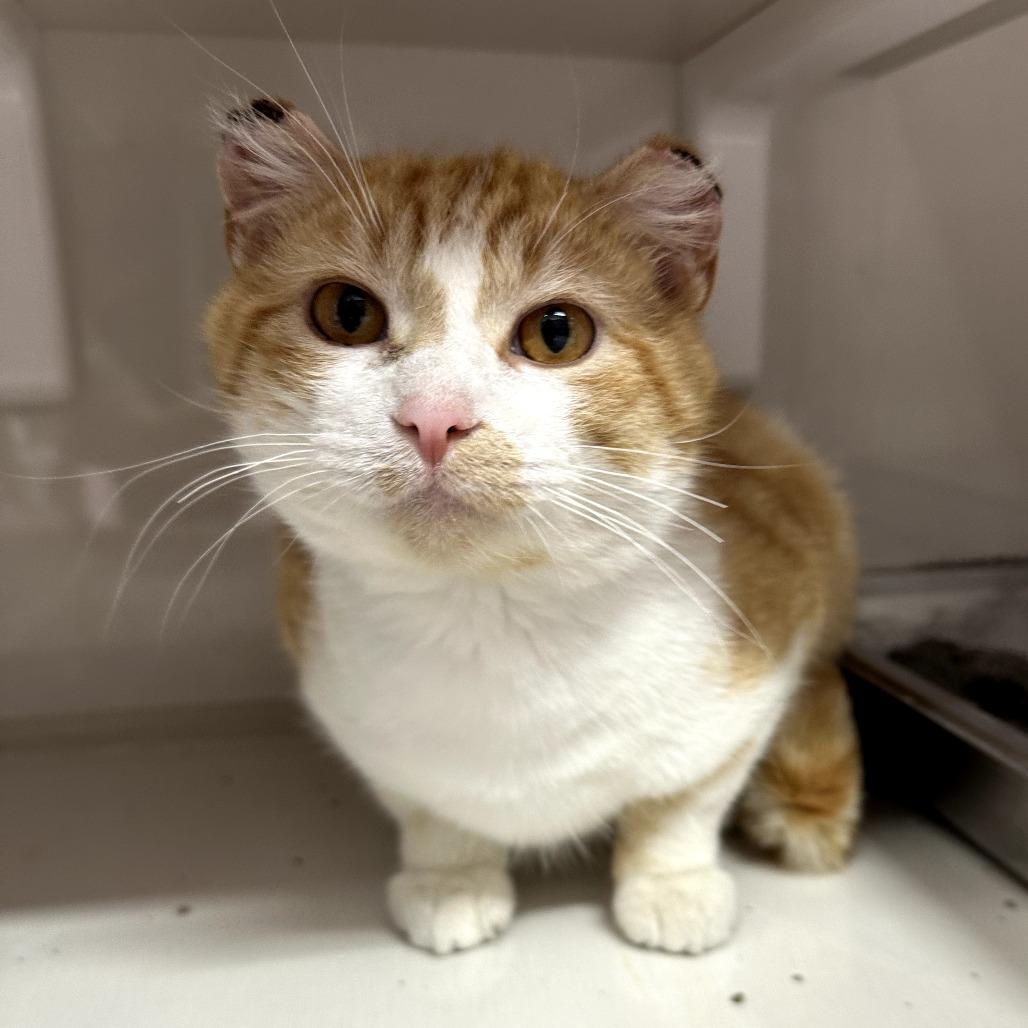 Champ, Adoptable, Adult Male Domestic Short Hair.