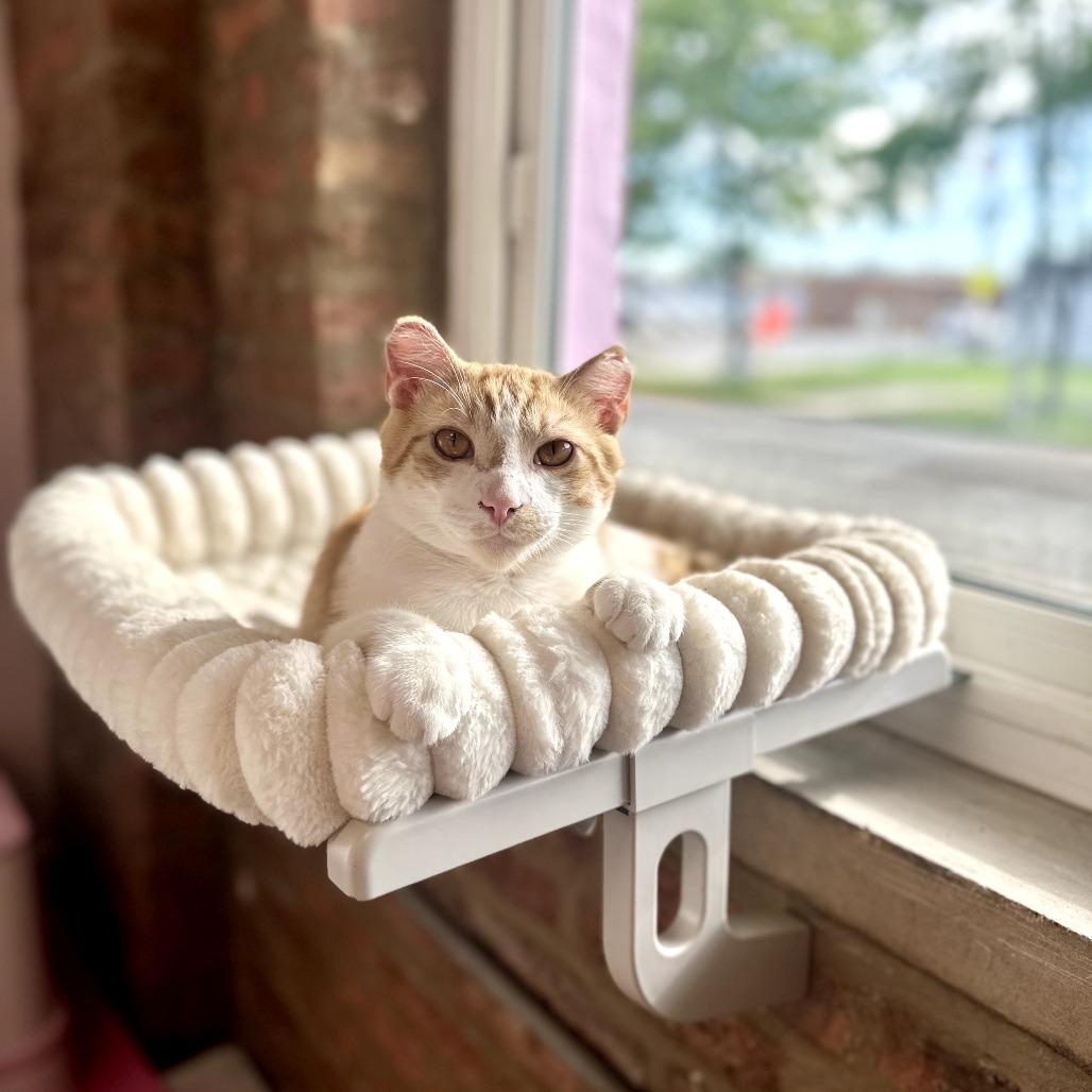 Champ, a Adoptable Domestic Short Hair in Forest Park, IL image 2/4