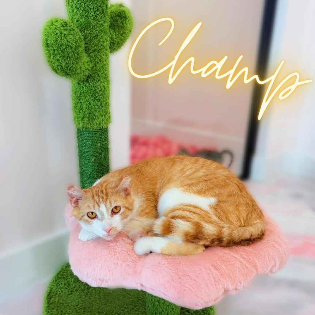 Champ, a Adoptable Domestic Short Hair in Forest Park, IL image 3/4