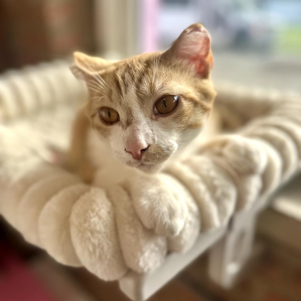 Champ, a Adoptable Domestic Short Hair in Forest Park, IL image 4/4