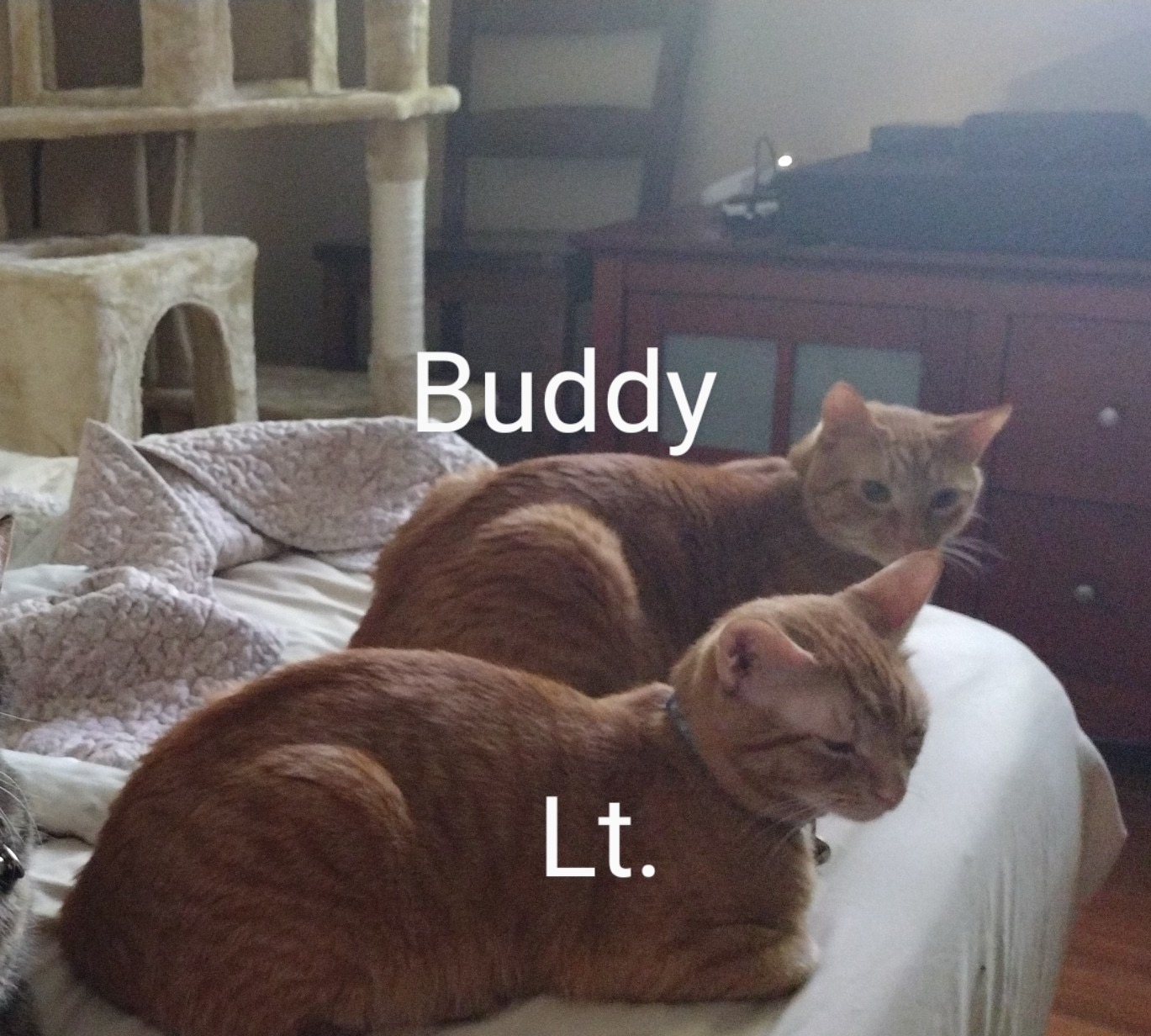 Buddy, a Adoptable Domestic Short Hair in Mililani, HI image 4/6