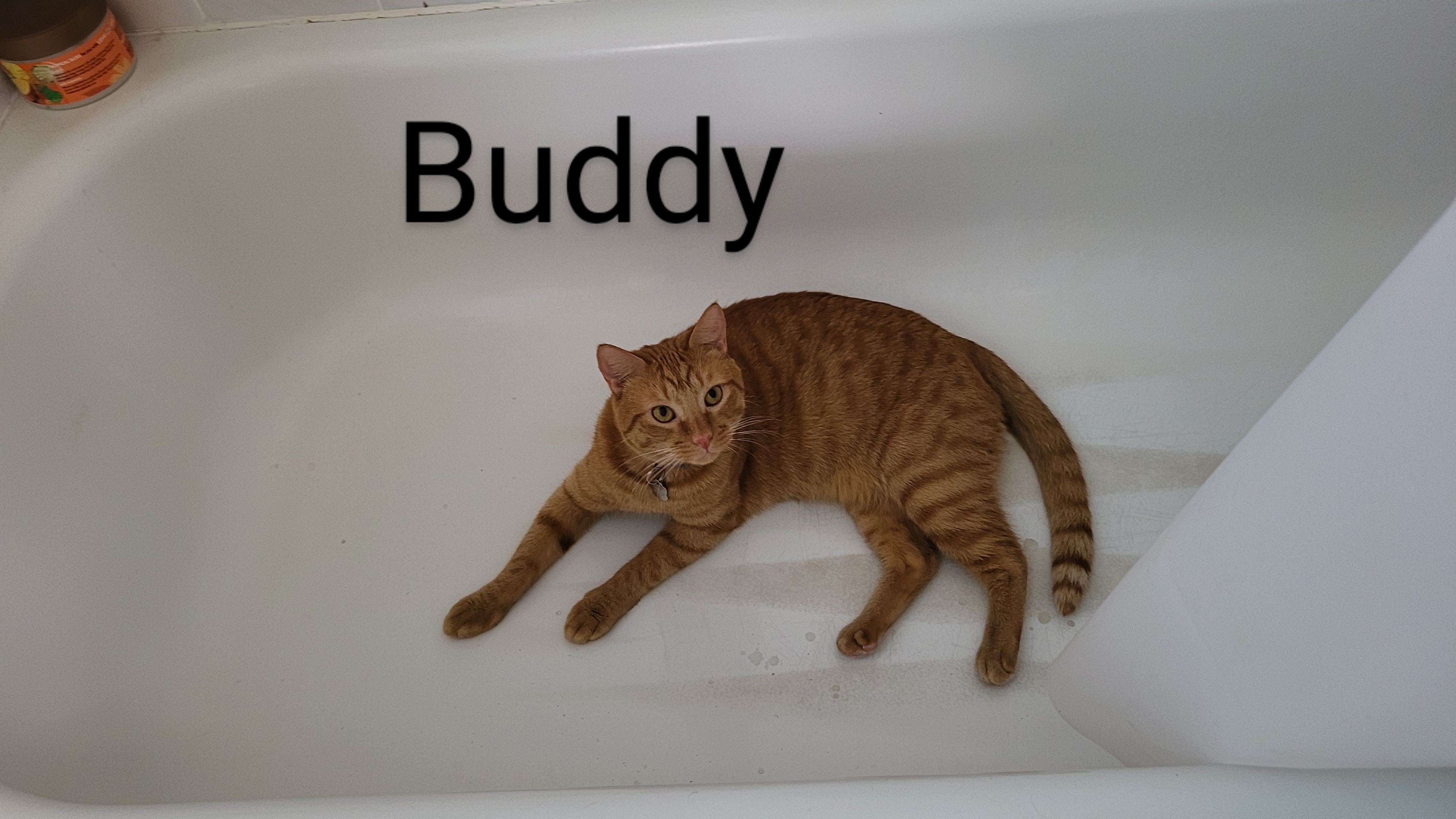 Buddy, Adoptable, Adult Male Domestic Short Hair.