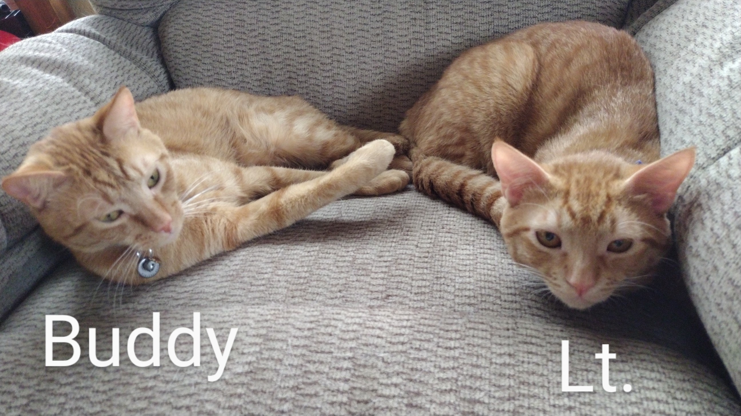 Buddy, a Adoptable Domestic Short Hair in Mililani, HI image 3/6