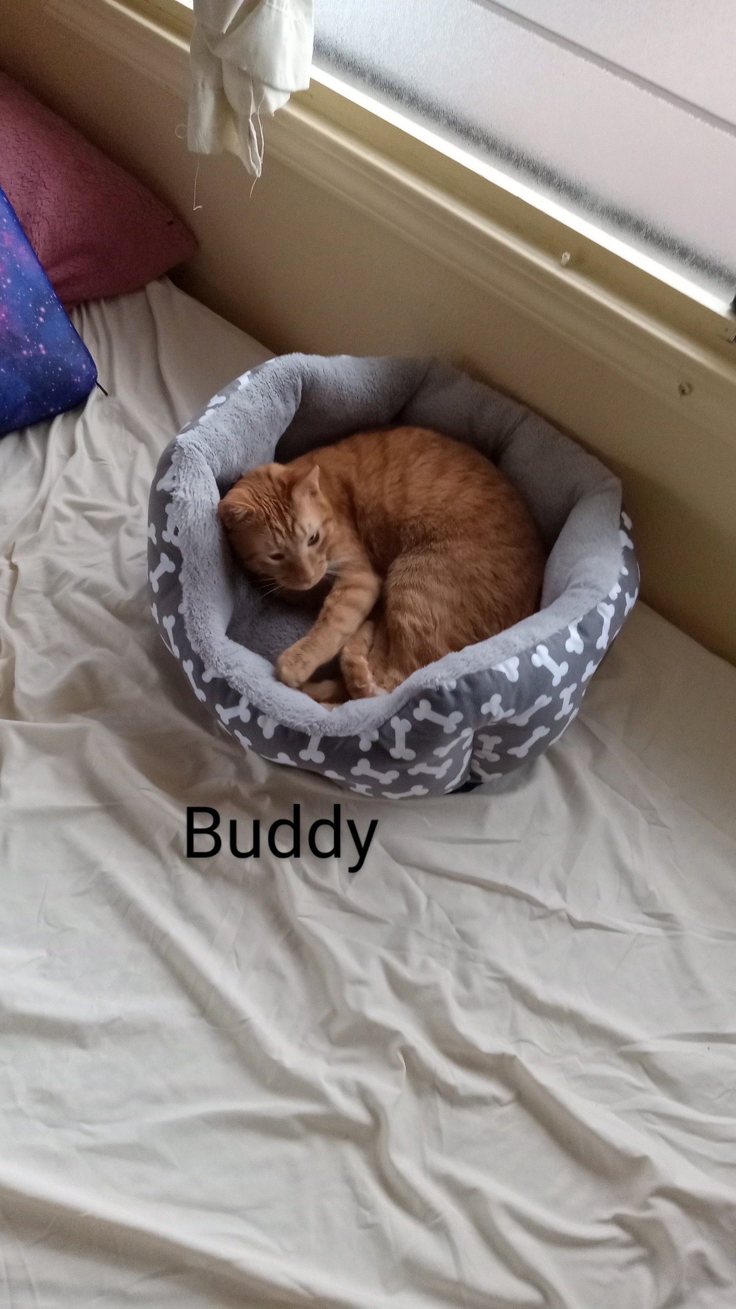 Buddy, a Adoptable Domestic Short Hair in Mililani, HI image 2/6