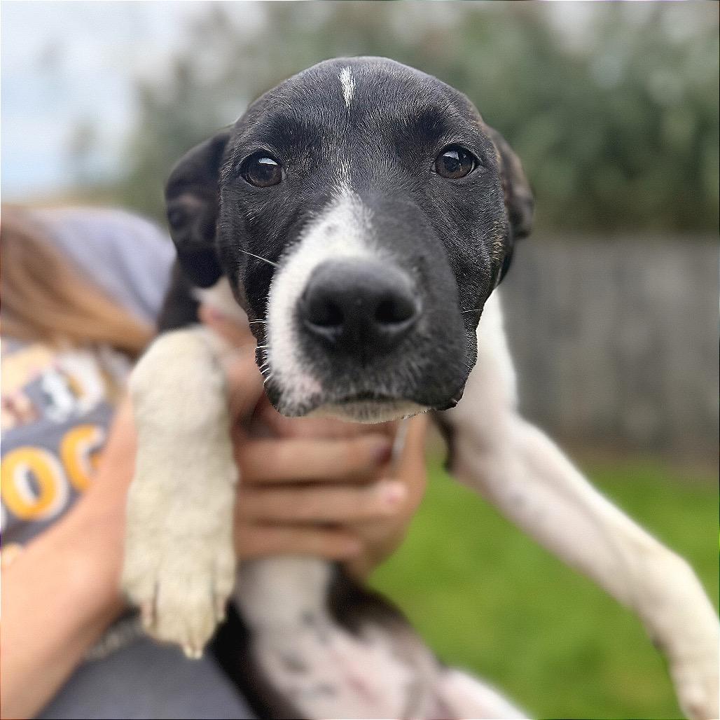 Punch, Adoptable, Puppy Female Mixed Breed.