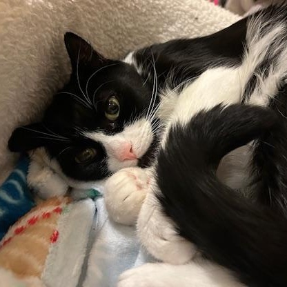 Soji, a Adoptable Domestic Medium Hair in Las Vegas, NV image 4/5