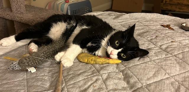 Soji, a Adoptable Domestic Medium Hair in Las Vegas, NV image 3/5