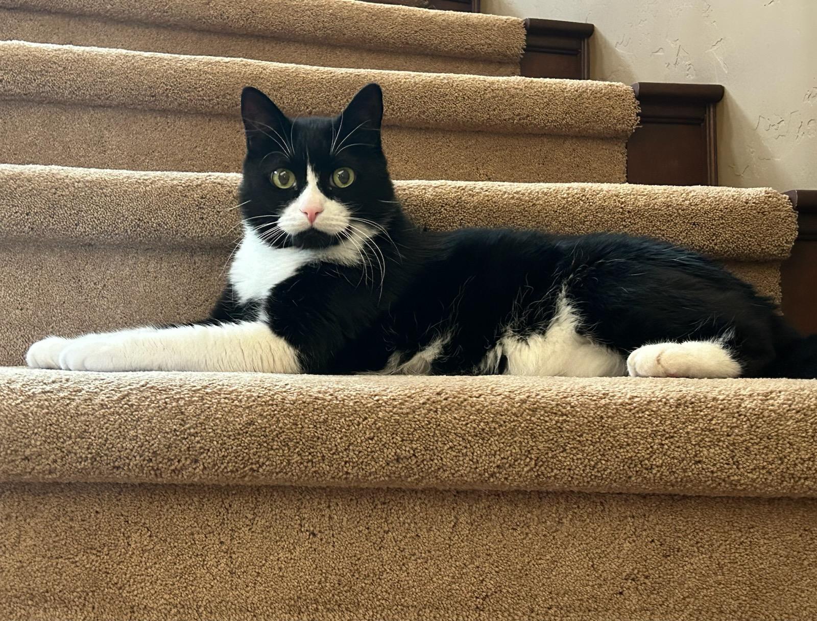 Soji, Adoptable, Adult Male Domestic Medium Hair.