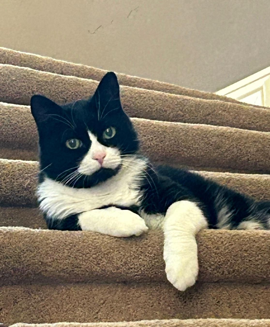 Soji, an adoptable Domestic Medium Hair in Las Vegas, NV, 89193 | Photo Image 2