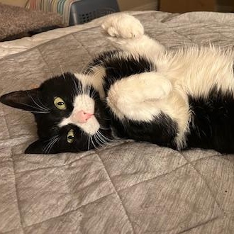 Soji, a Adoptable Domestic Medium Hair in Las Vegas, NV image 2/5