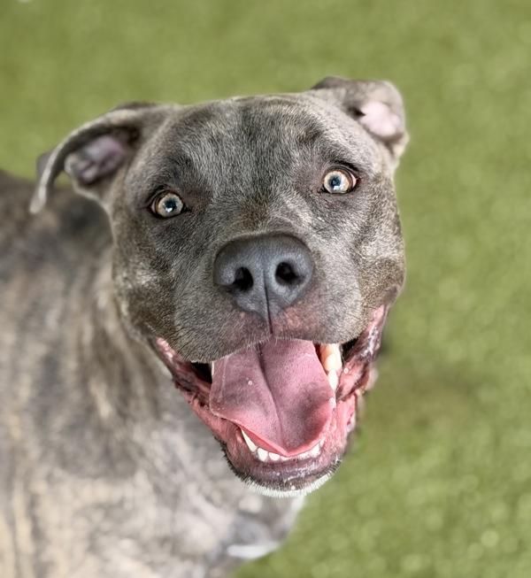 Cassidy, Adoptable, Young Female Pit Bull Terrier.