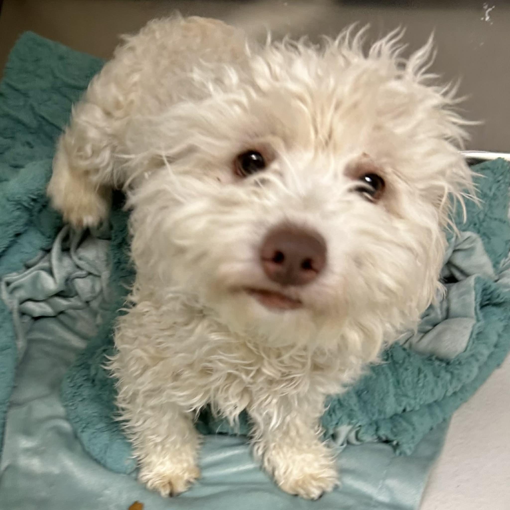 Peaches, ADOPTABLE, Young Female Miniature Poodle & Maltese.