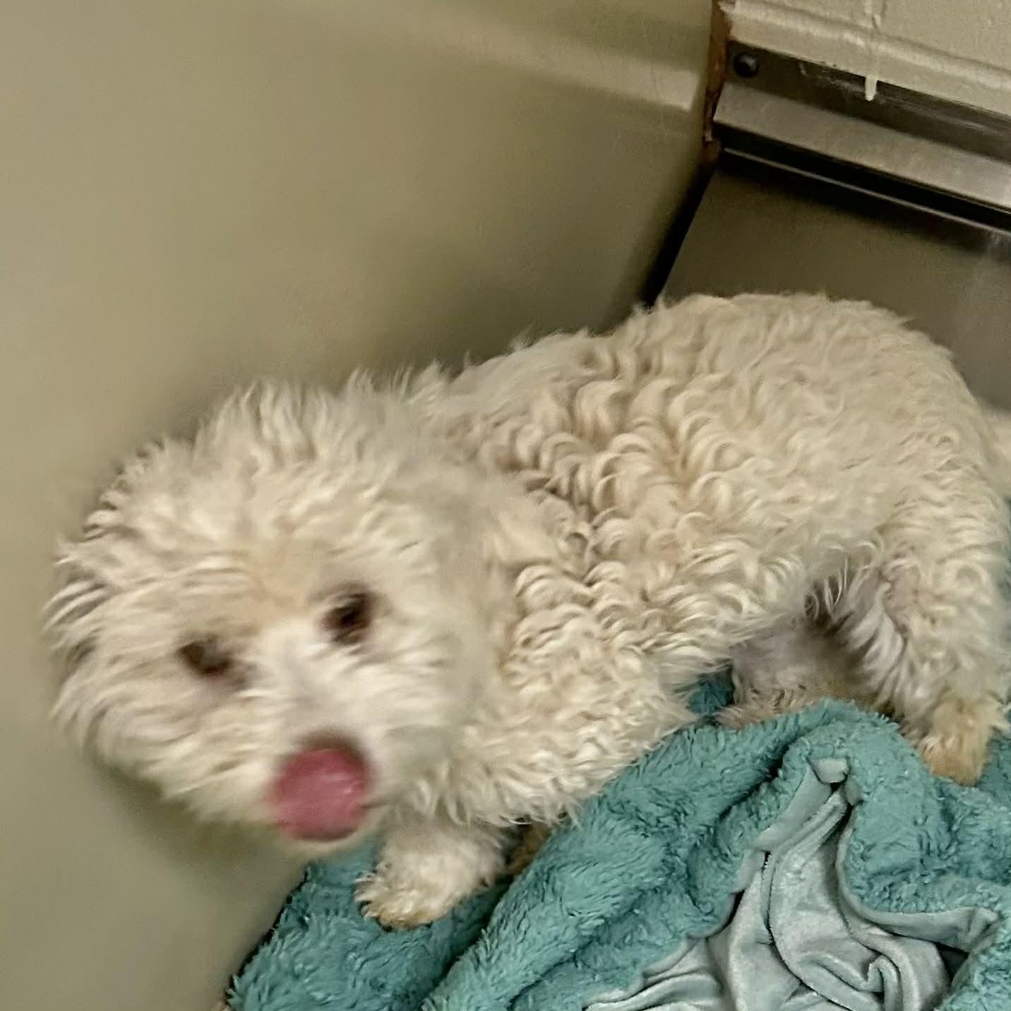 Peaches, a ADOPTABLE mixed breed in Boulder, CO image 2/2