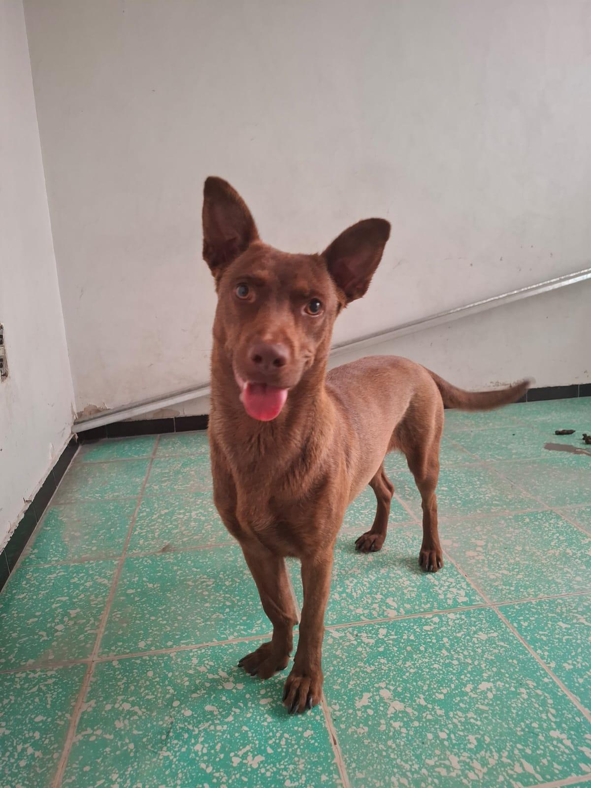 Tamara, a Adopted mixed breed in Hilton, NY image 3/5