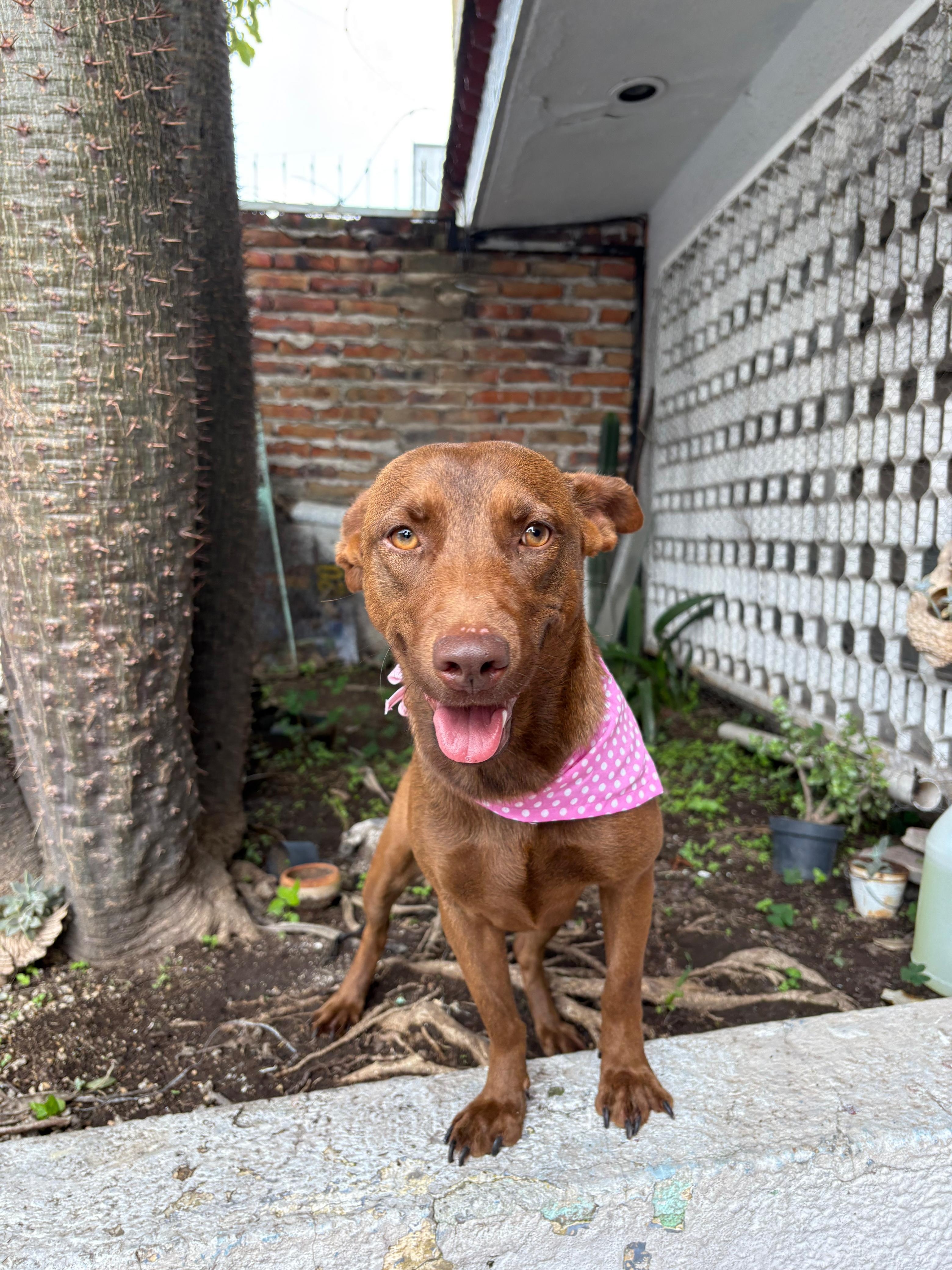 Tamara, a Adopted mixed breed in Hilton, NY image 2/5