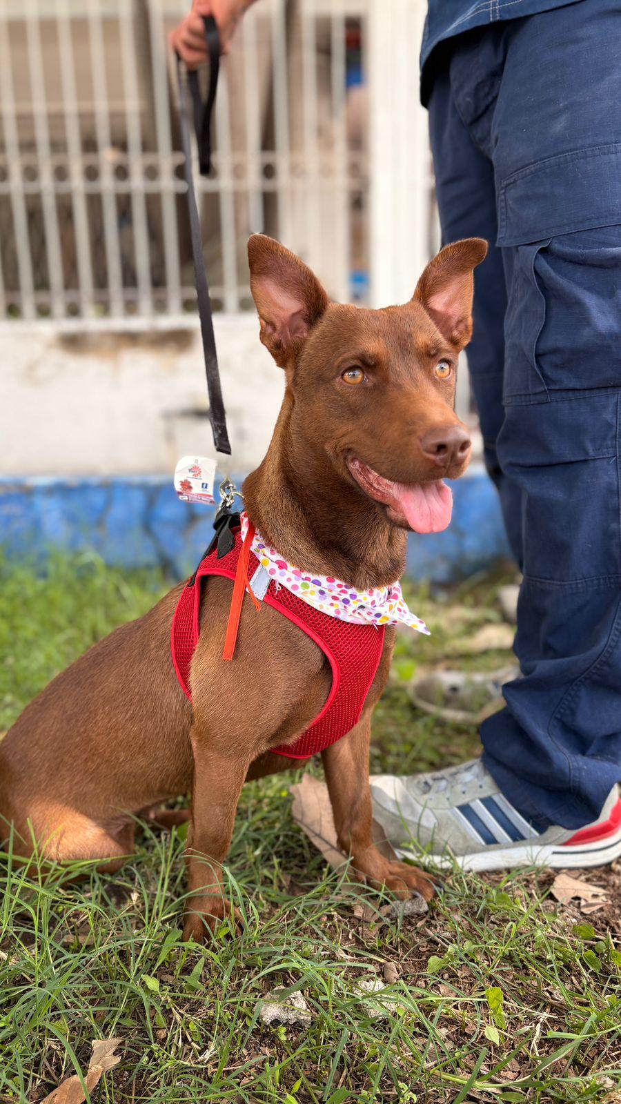 Tamara, a Adopted mixed breed in Hilton, NY image 1/5