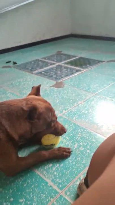 Enlarge Tamara, a Adopted mixed breed in Hilton, NY video 5/5