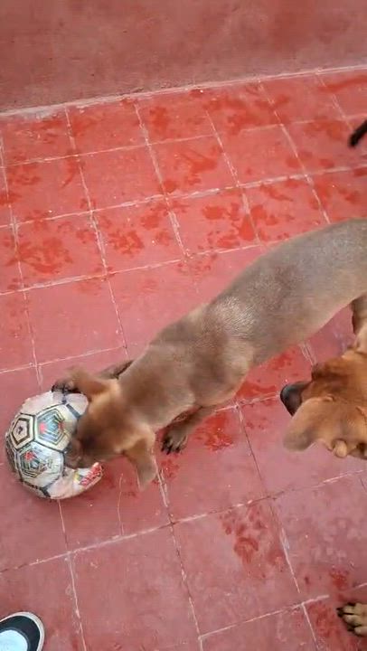 Enlarge Tamara, a Adopted mixed breed in Hilton, NY video 4/5